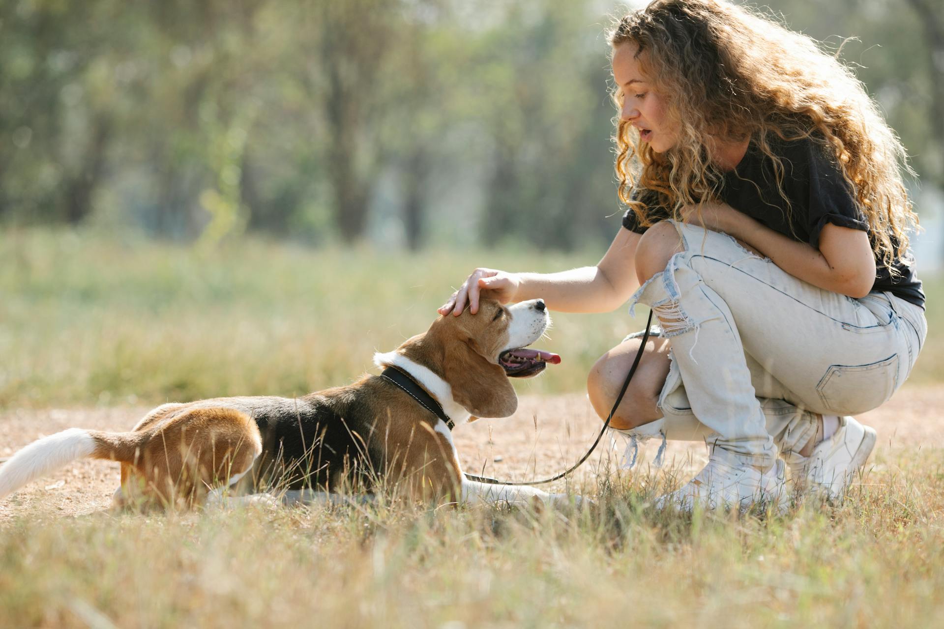 Full body side view of female owner petting obedient beagle lying on grassy ground in suburb area with green trees