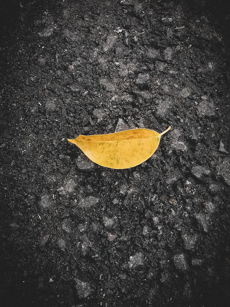 Group of dogs sitting