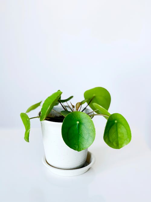 Free Green Plant in White Ceramic Pot Stock Photo