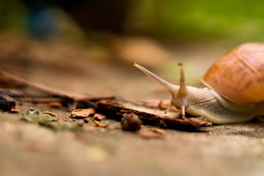 Close-Up Photo of a Brown Snail on the Ground