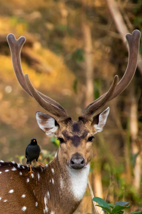 Black Bird on a Deer with Long Antlers