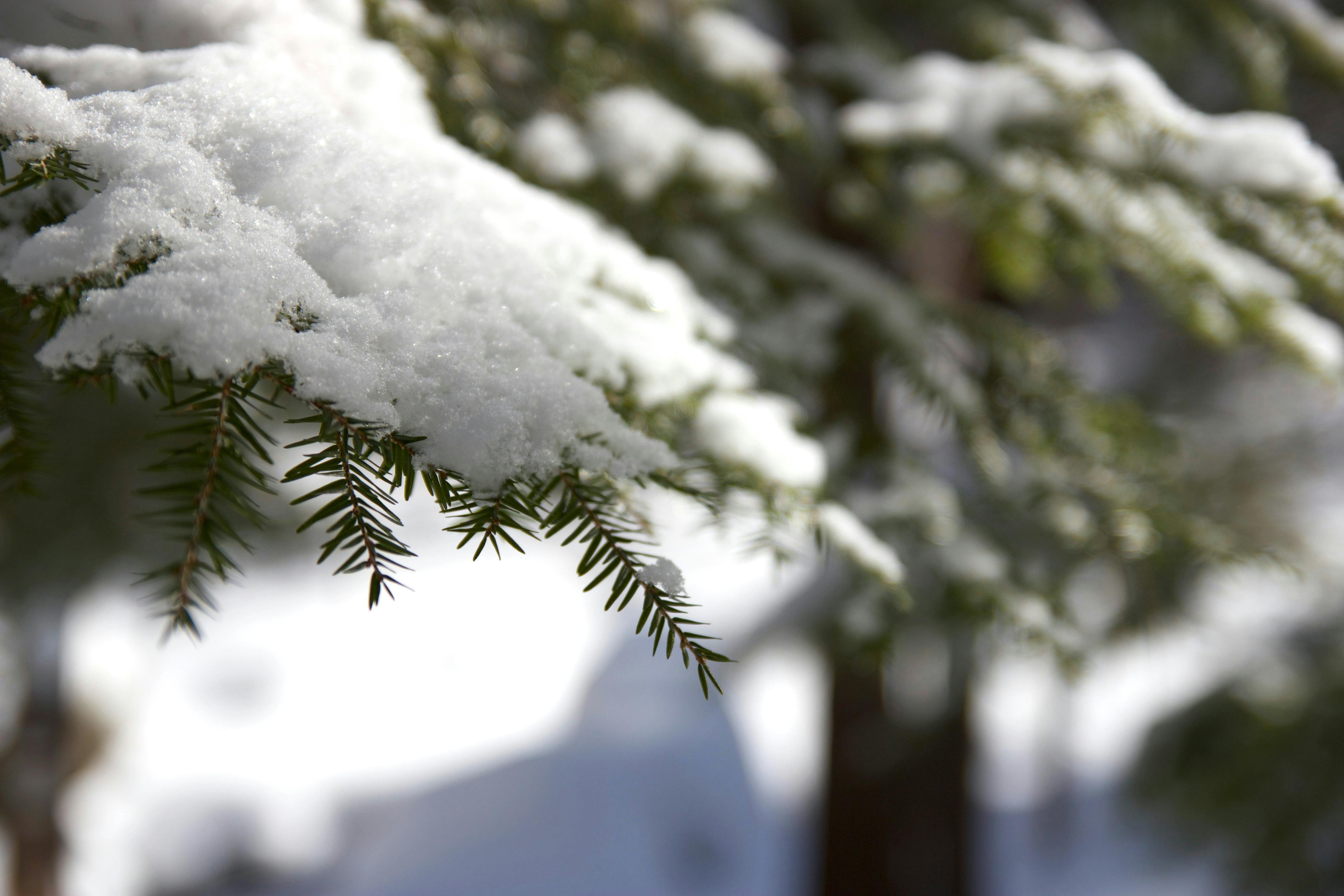 Free stock photo of macro snow trees Free stock photo of macro snow trees