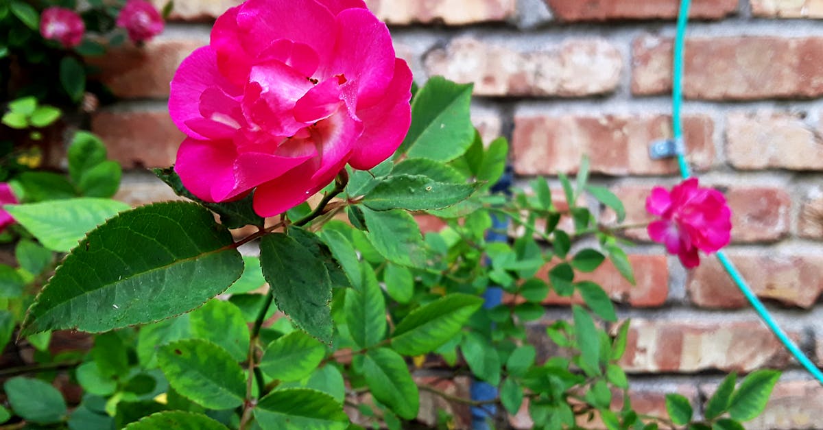 Free stock photo of Red Pink Brown Bricks Flowers Rose Nature
