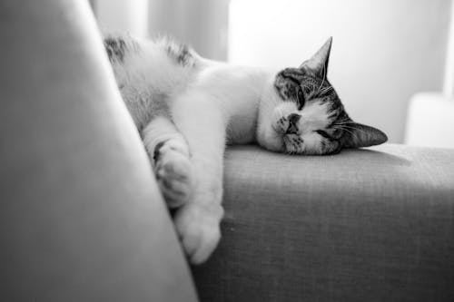 Black and white of domestic adorable cat with spots sleeping peacefully on sofa with cushion in light room at home