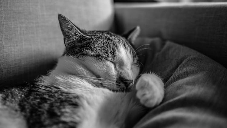 Cat Sleeping On Comfortable Couch