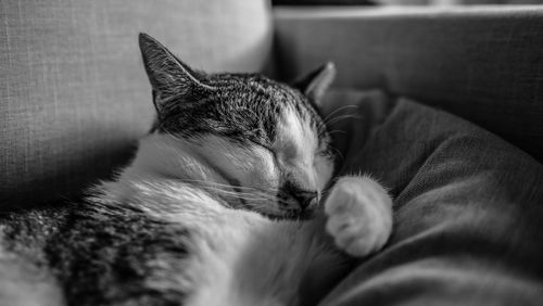 Free Black and white of peaceful domestic cat with spots sleeping on soft couch with cushion in light room at home Stock Photo