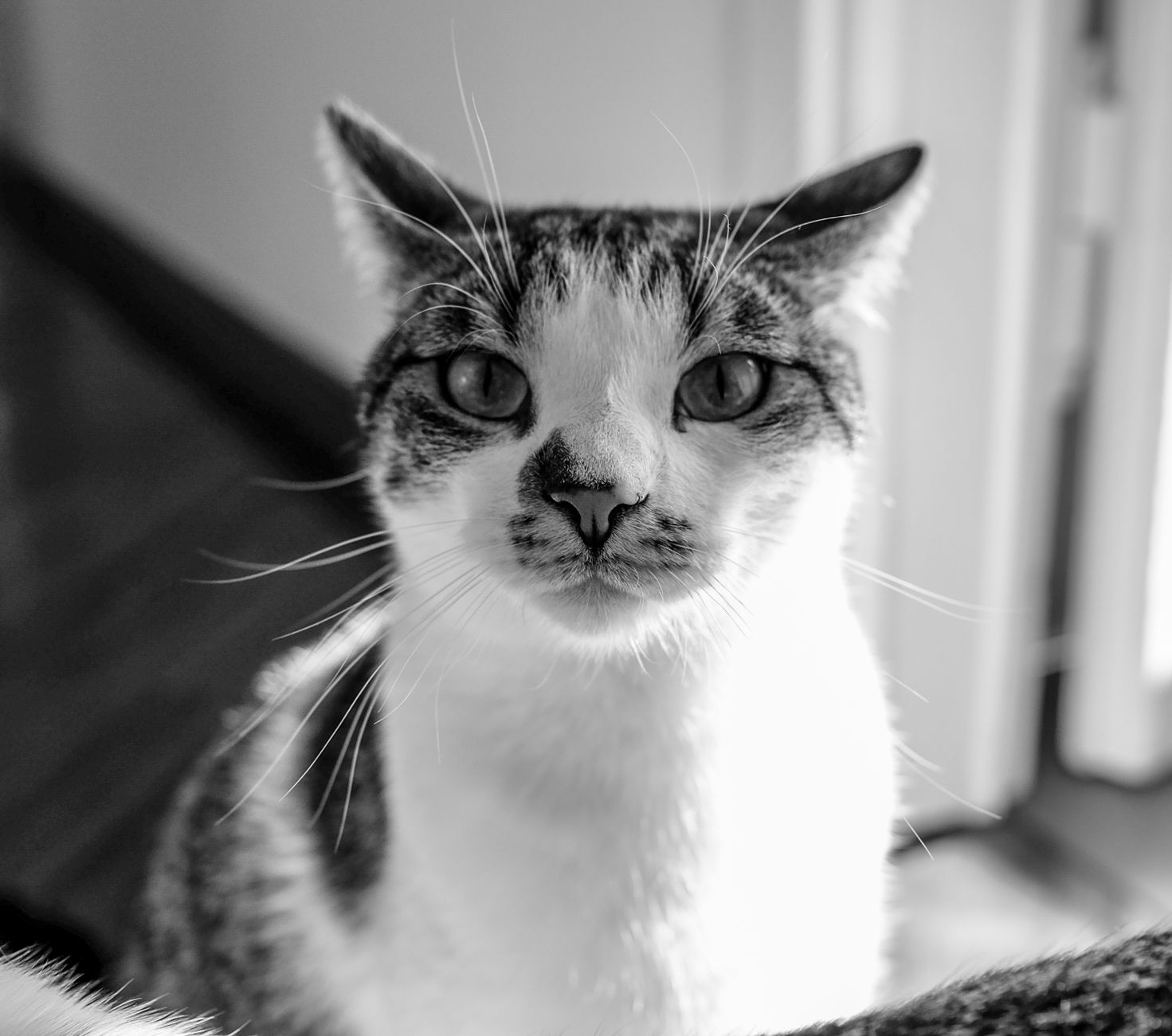 Veterinary care for a cat