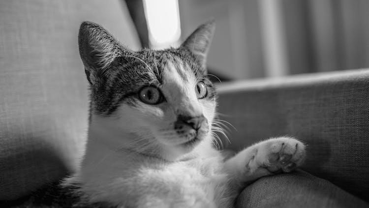 Adorable Cat Resting On Couch