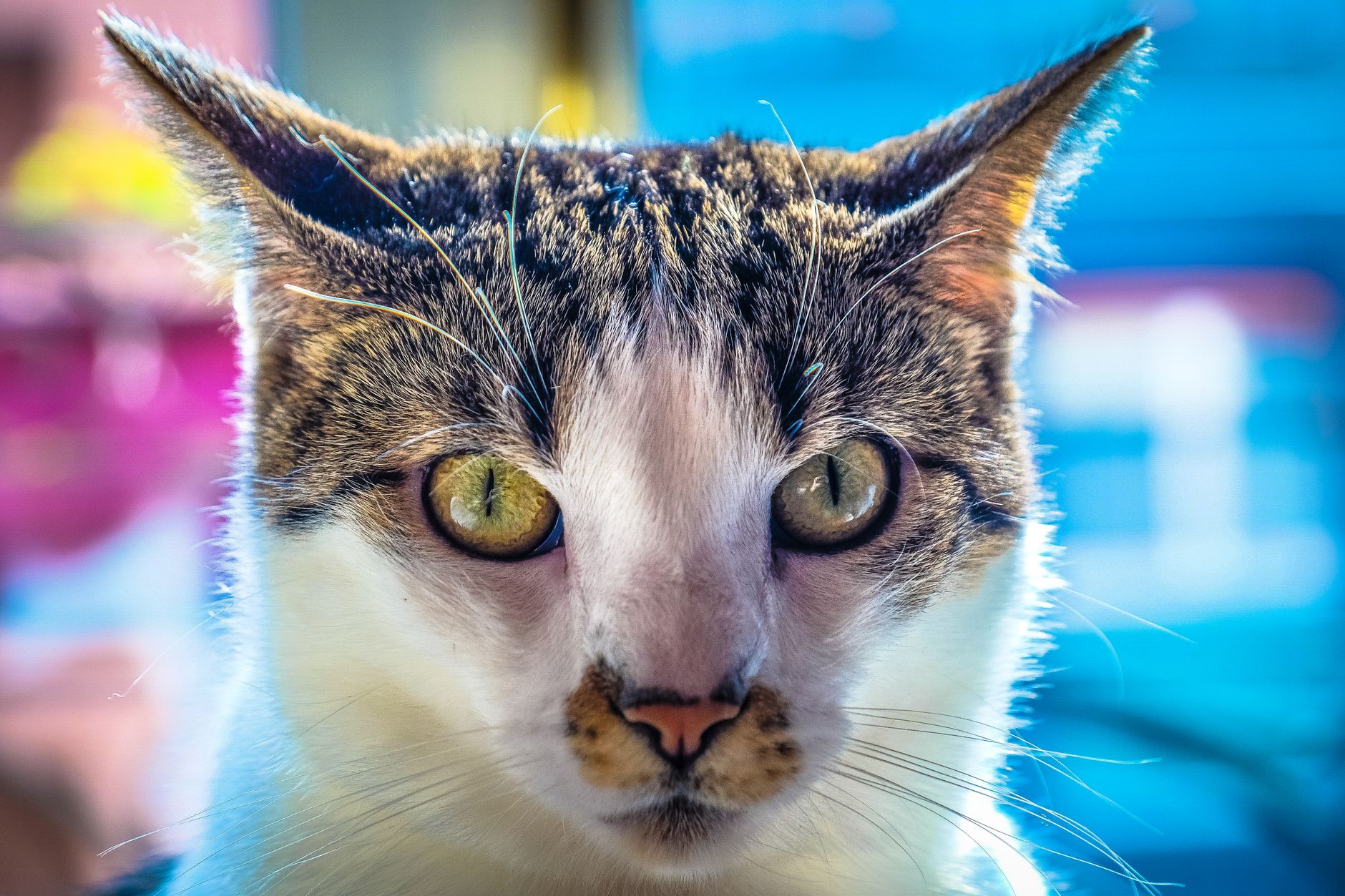 Veterinarian examining a cat during a checkup