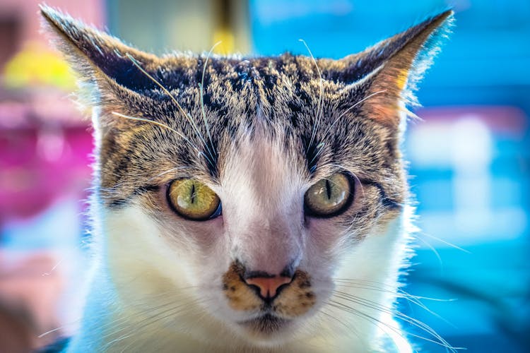 Muzzle Of Cute Cat Near Swimming Pool