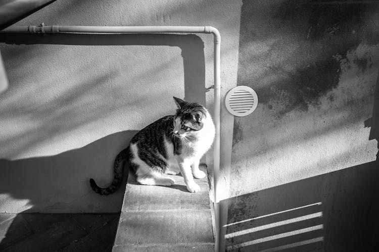 Cat Sitting On Balcony Of Building