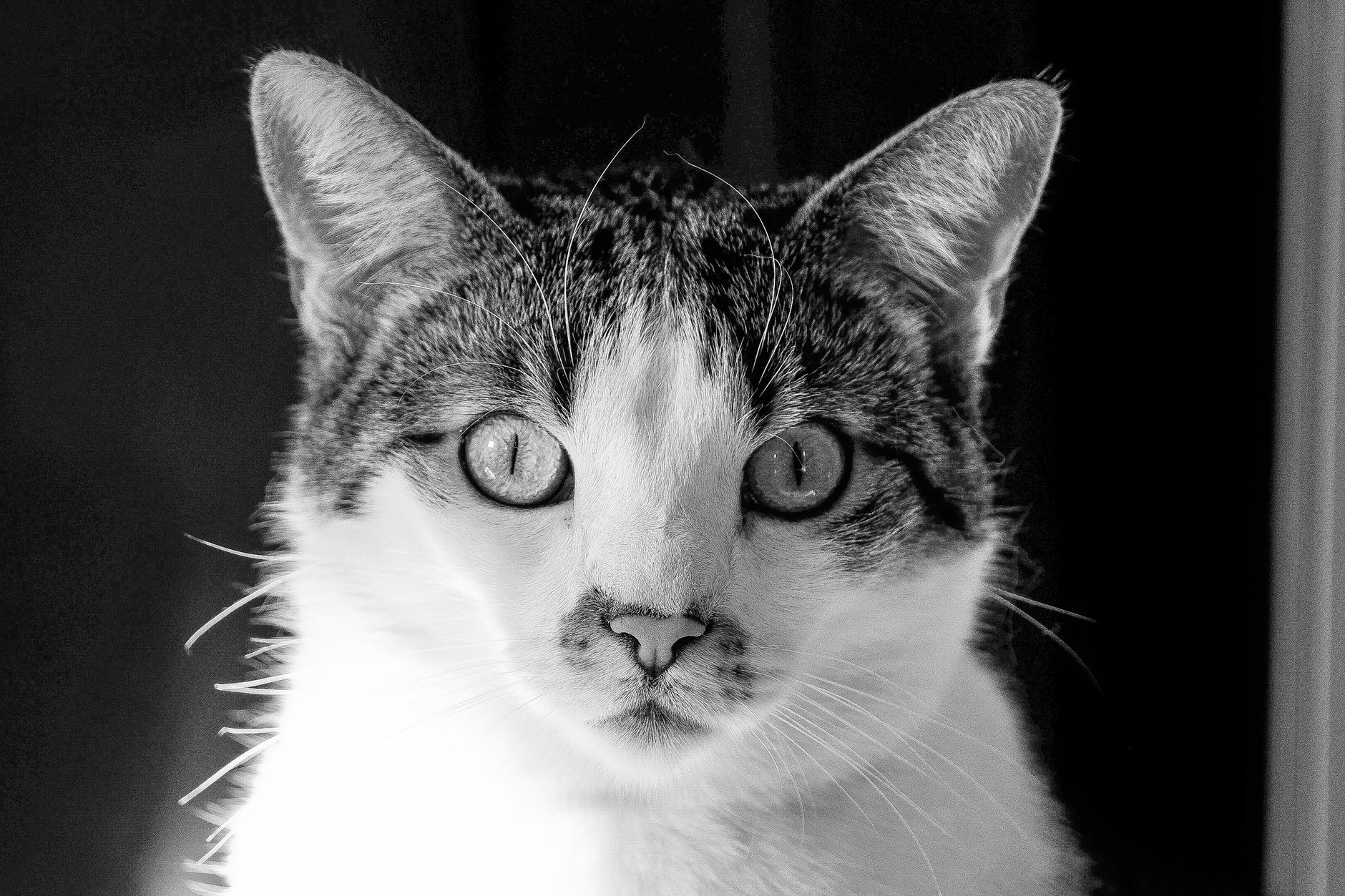 Veterinary care for a cat