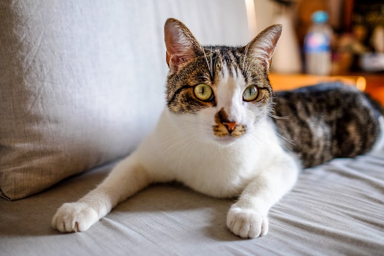 Curious Cat Lying On Soft Couch