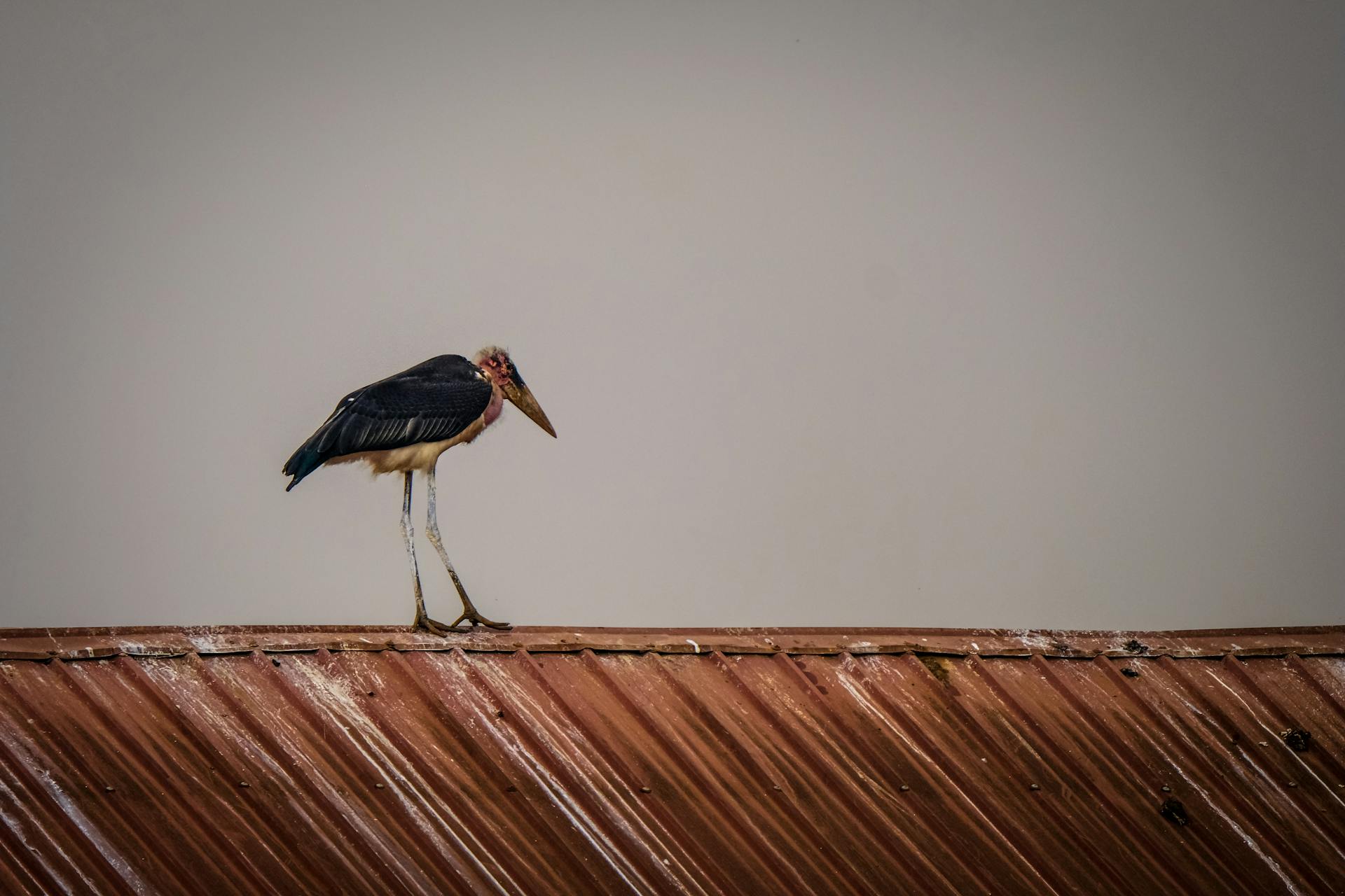 A marabou stork stands on a weathered roof against a gray sky in a rustic setting.