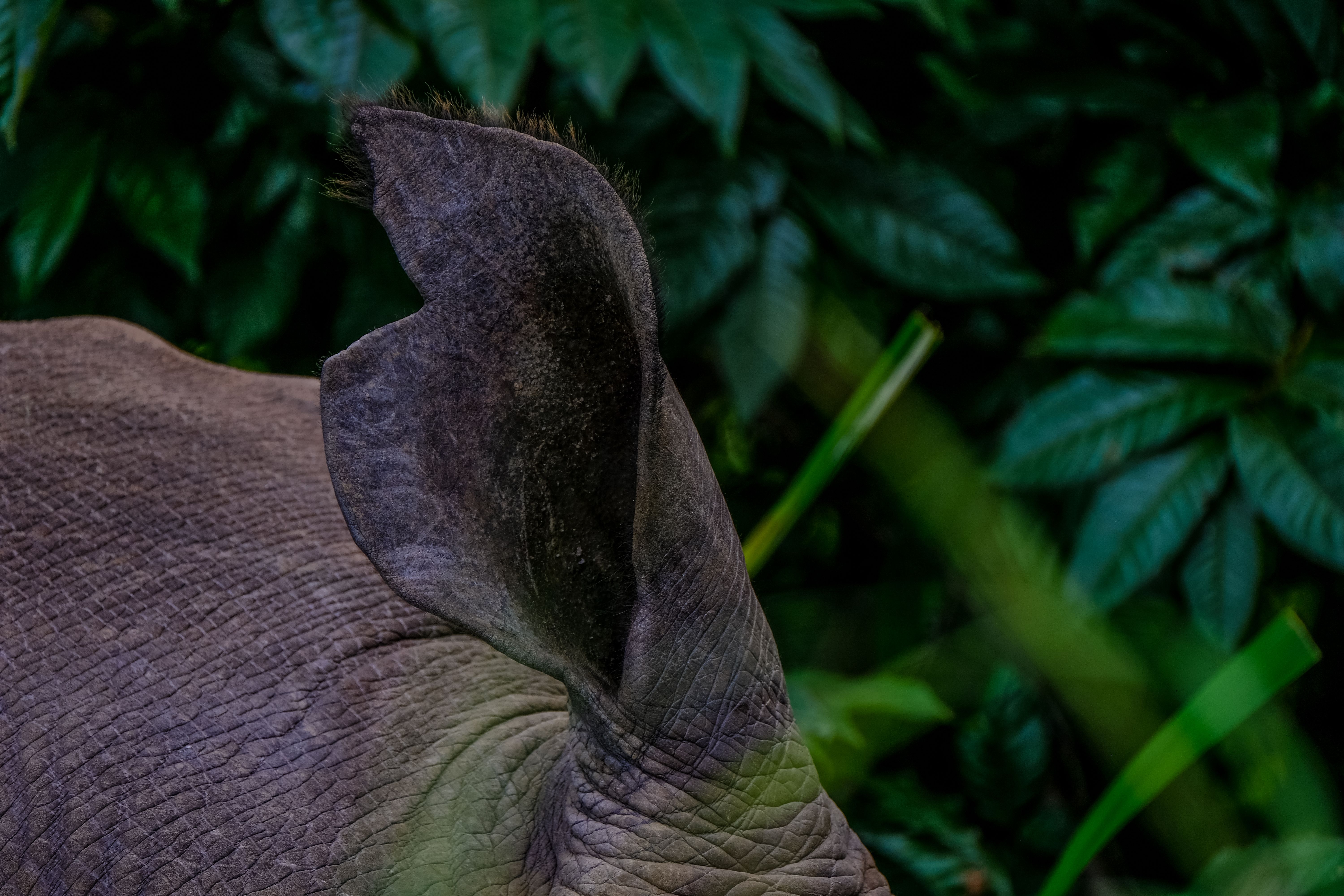 Why Small Populations Fail Long Before The Last Animal