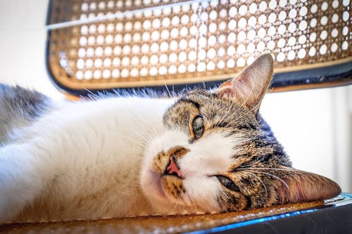 Free Cute cat lying on chair Stock Photo