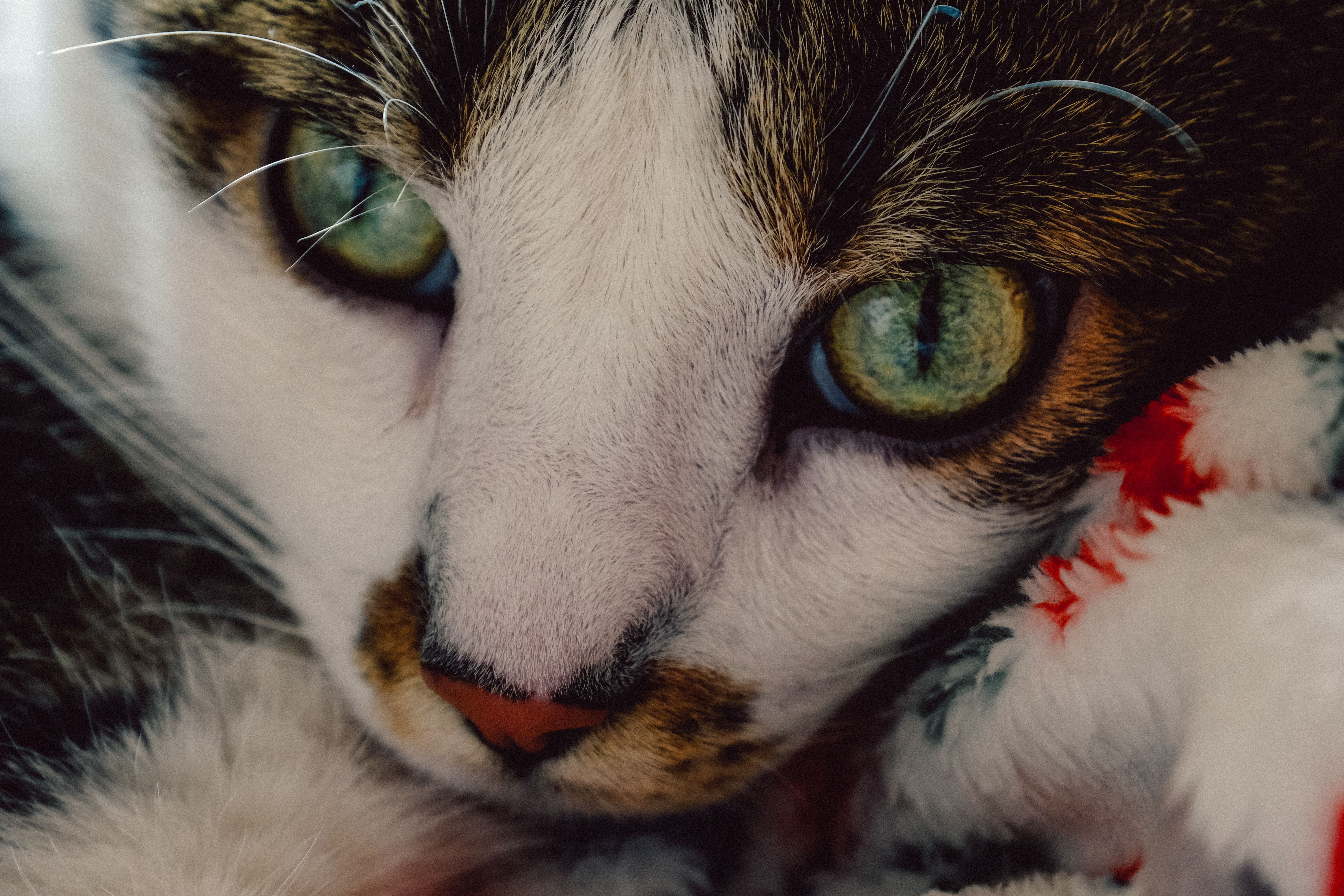 Veterinarian examining a cat during a checkup