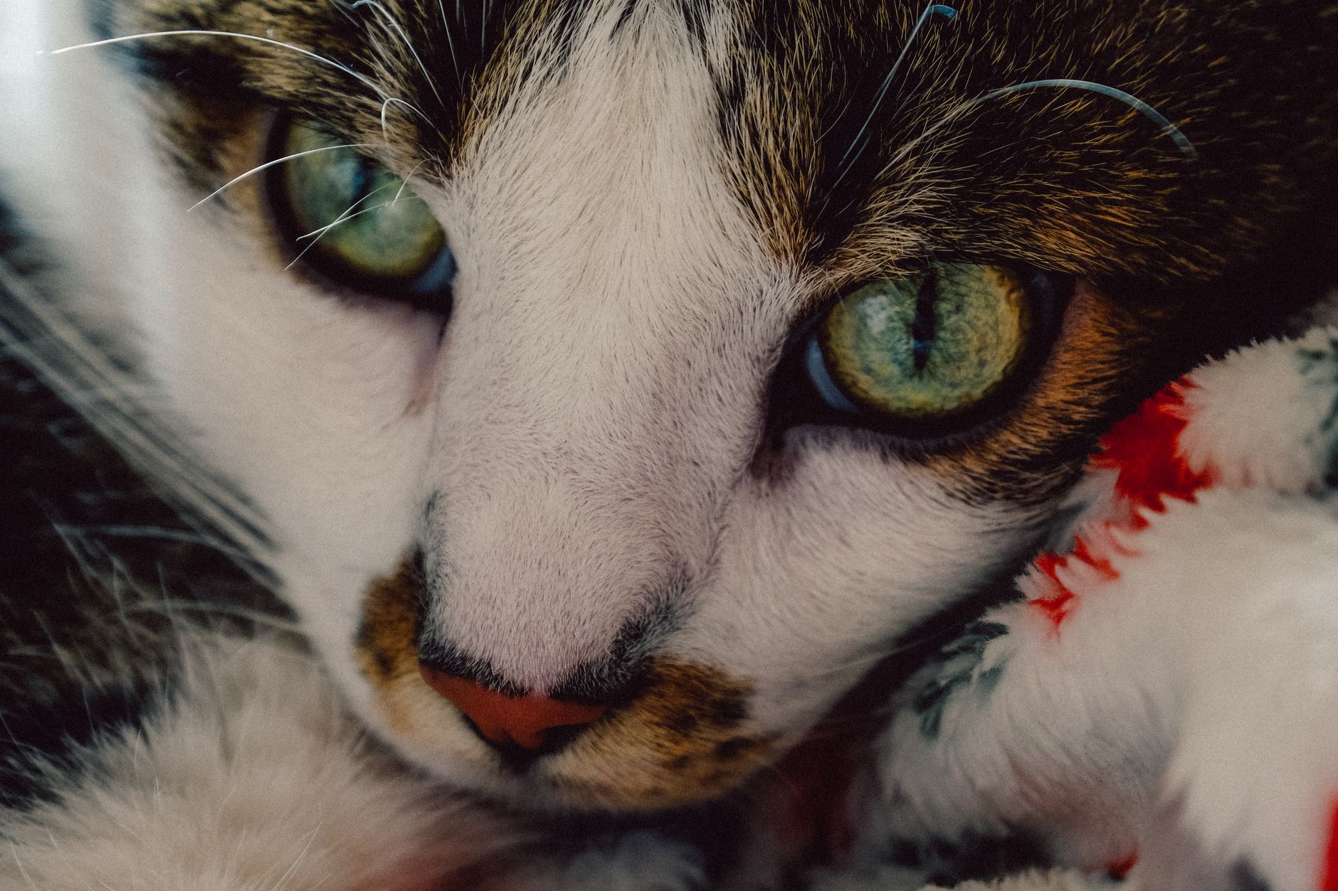 Veterinarian examining a cat during a checkup