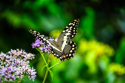 Miễn phí Ảnh lưu trữ miễn phí về Con bướm, côn trùng, côn trùng học Ảnh lưu trữ