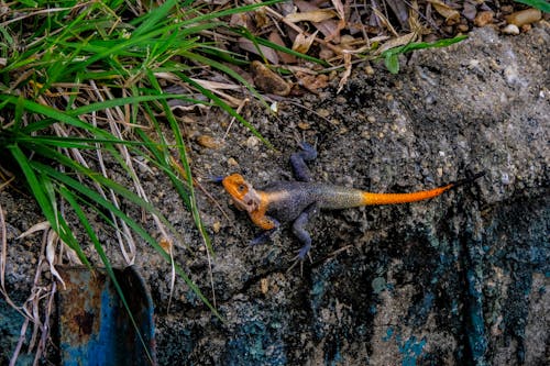 Free Red-headed rock agama with colorful skin and long tail crawling on rough stony surface near green grass in wild nature Stock Photo
