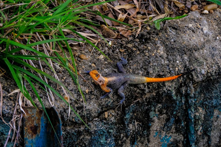 Agama Agama On Rocky Surface