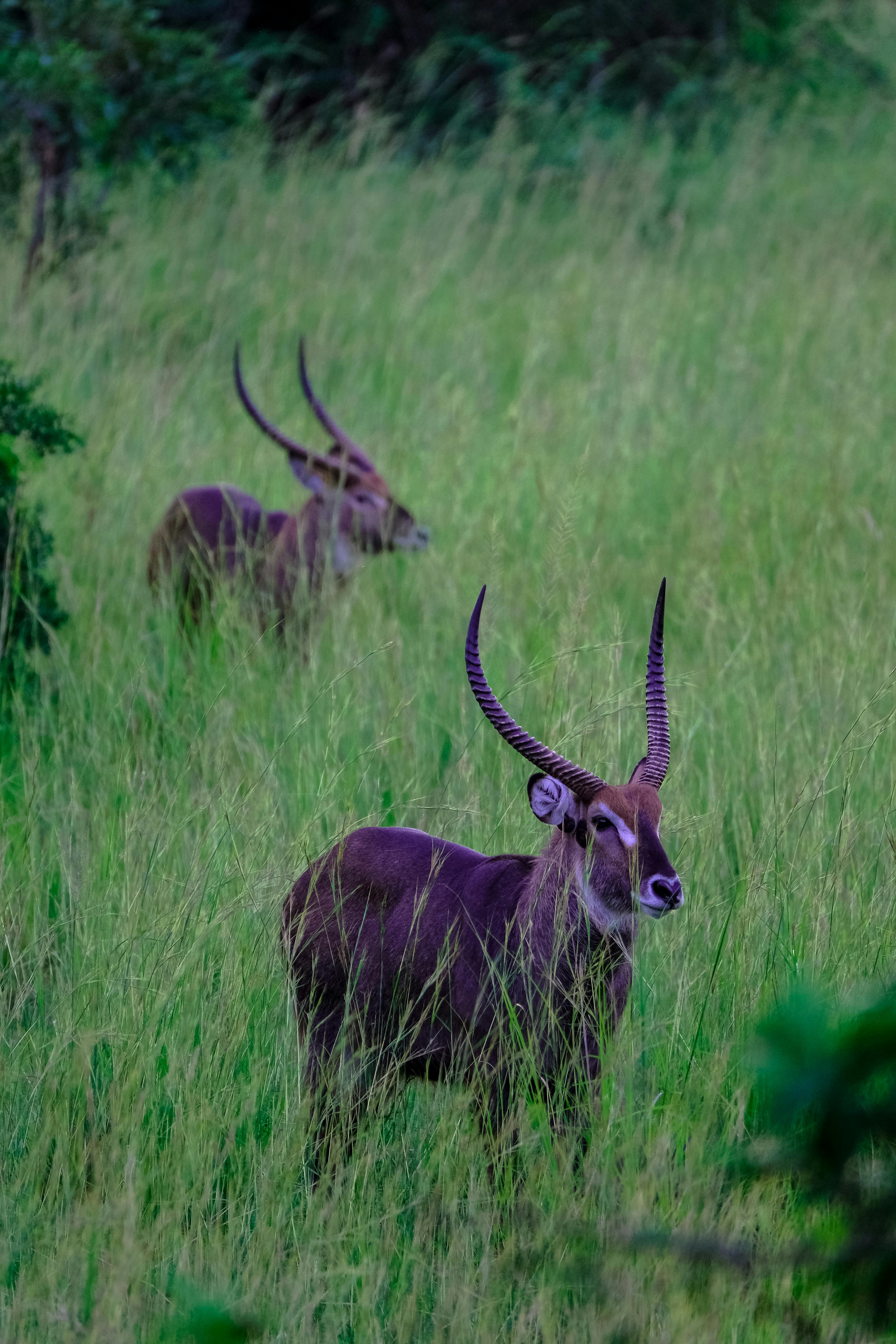 Gratuit Photos gratuites de à bout égal, animaux à cornes, animaux sauvages Photos