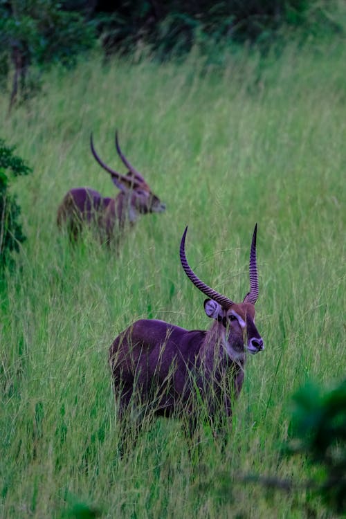 Kostnadsfri bild av antiloper, djurfotografi, gräs