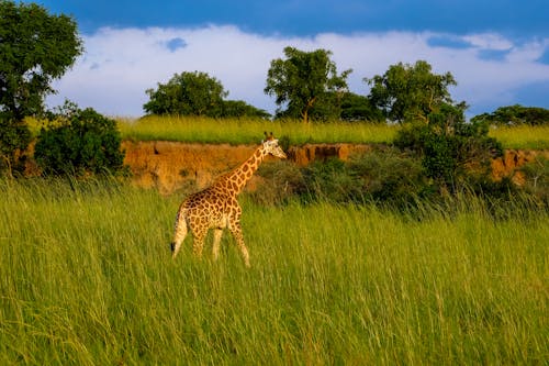 Giraffe on Green Grass Field