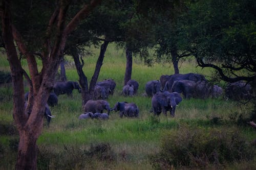 Free Group of gray elephants on green grassy field near trees in summer day in savanna Stock Photo
