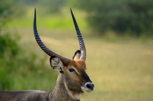 Free Waterbuck with big horns standing in savanna near green grassy lawn in daytime while looking away Stock Photo