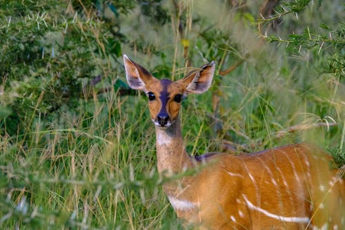 Free Harnessed bushbuck antelope with brown fur looking at camera while standing on green grassy field near shrubs in nature in summer day Stock Photo
