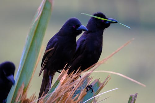 Herd of black grackle birds sitting on big thin leaves in countryside in daytime