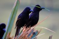 Herd of black grackle birds sitting on big thin leaves in countryside in daytime