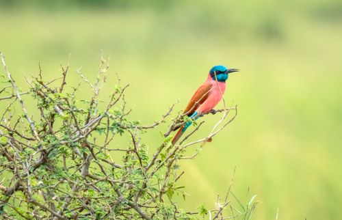 Free Northern carmine bee eater bird with pink and blue plumage sitting on thin sprig of plant in daylight in countryside Stock Photo