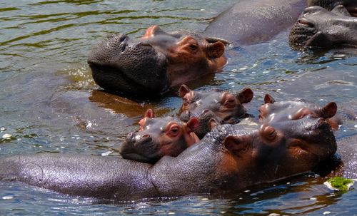 Free Group of wild gray hippos swimming together in pond in sunny day in countryside Stock Photo