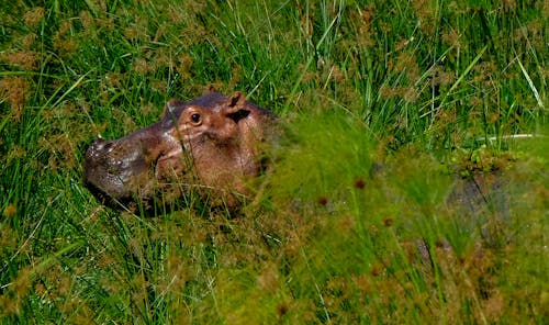 Free Hippo in grassy meadow in nature Stock Photo