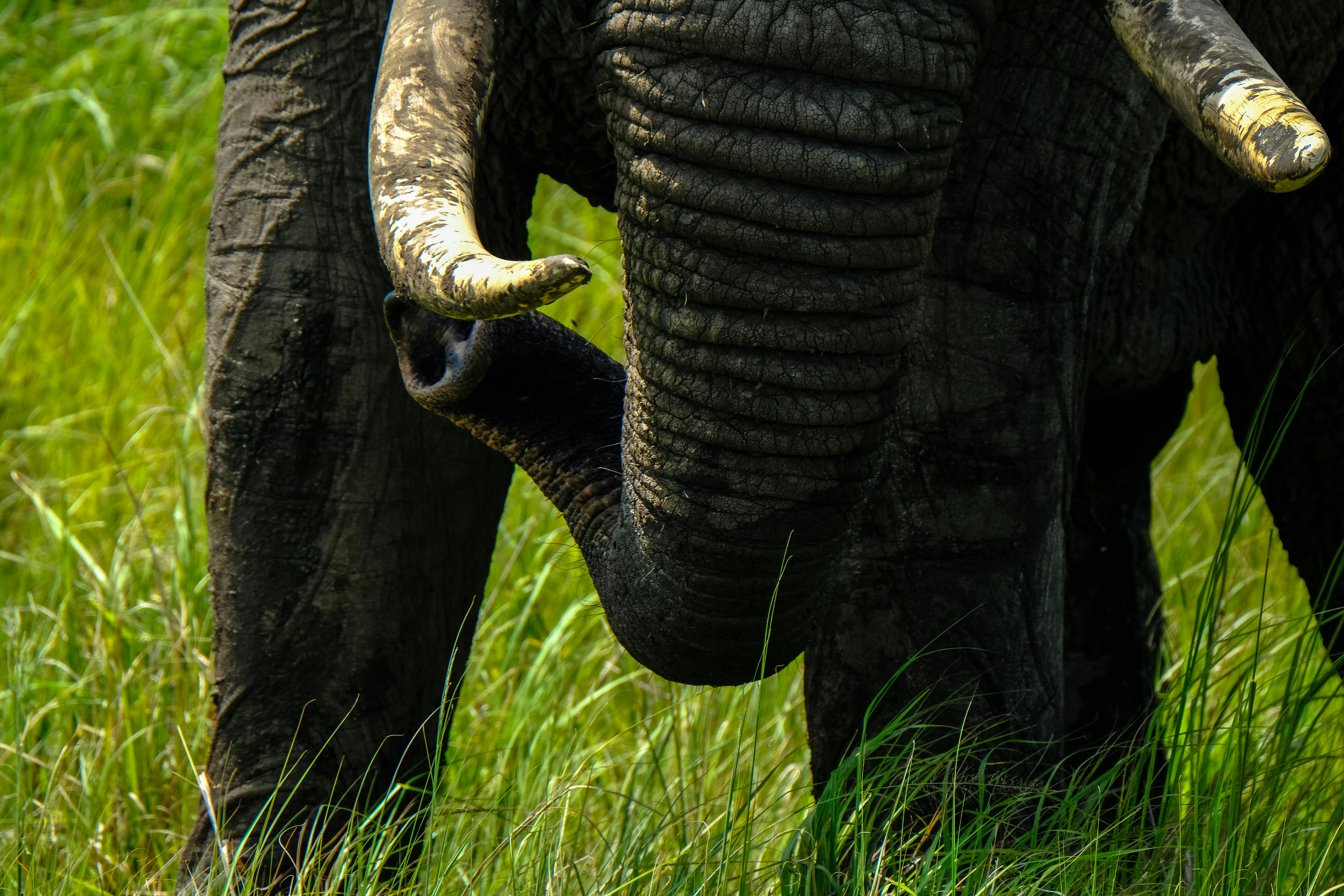 Huge elephant with long trunk standing on green meadow · Free