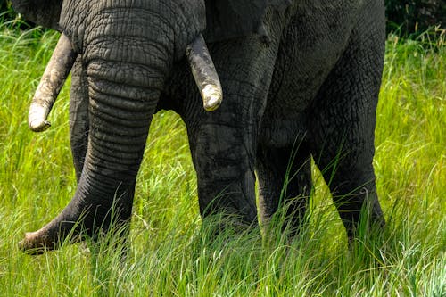 Big elephant with tusks and folds on skin standing on grassy land on sunny day in summer