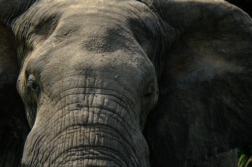 Muzzle of elephant with wrinkles and spots on gray skin