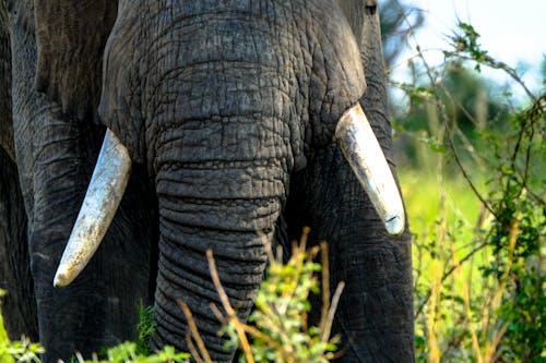 Crop wild elephant with tusks and long trunk standing on grassy terrain on blurred background of nature