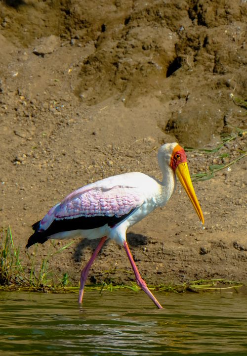 Free Wood stork with long yellow bill and colorful plumage walking in water near steep shore in nature on summer day Stock Photo