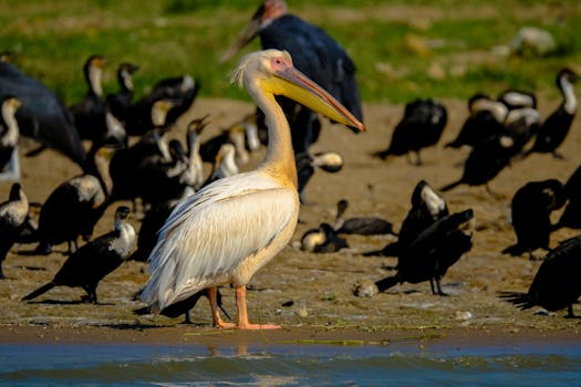 Wild pelican with white plumage and long beak standing near lake on coast with many black birds on summer day