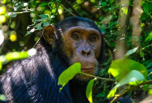 Chimpanzee sitting on green tree and looking at camera