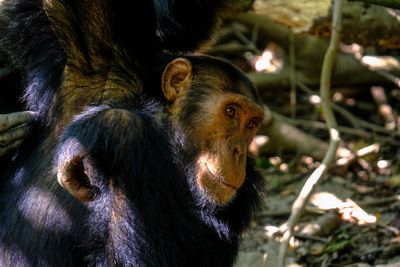 Bonobo
