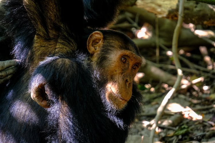 Big Chimpanzee Hanging From Tree Branch In Woods