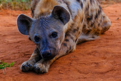 Free Calm fluffy spotted hyena lying on sandy ground and looking at camera in savanna Stock Photo