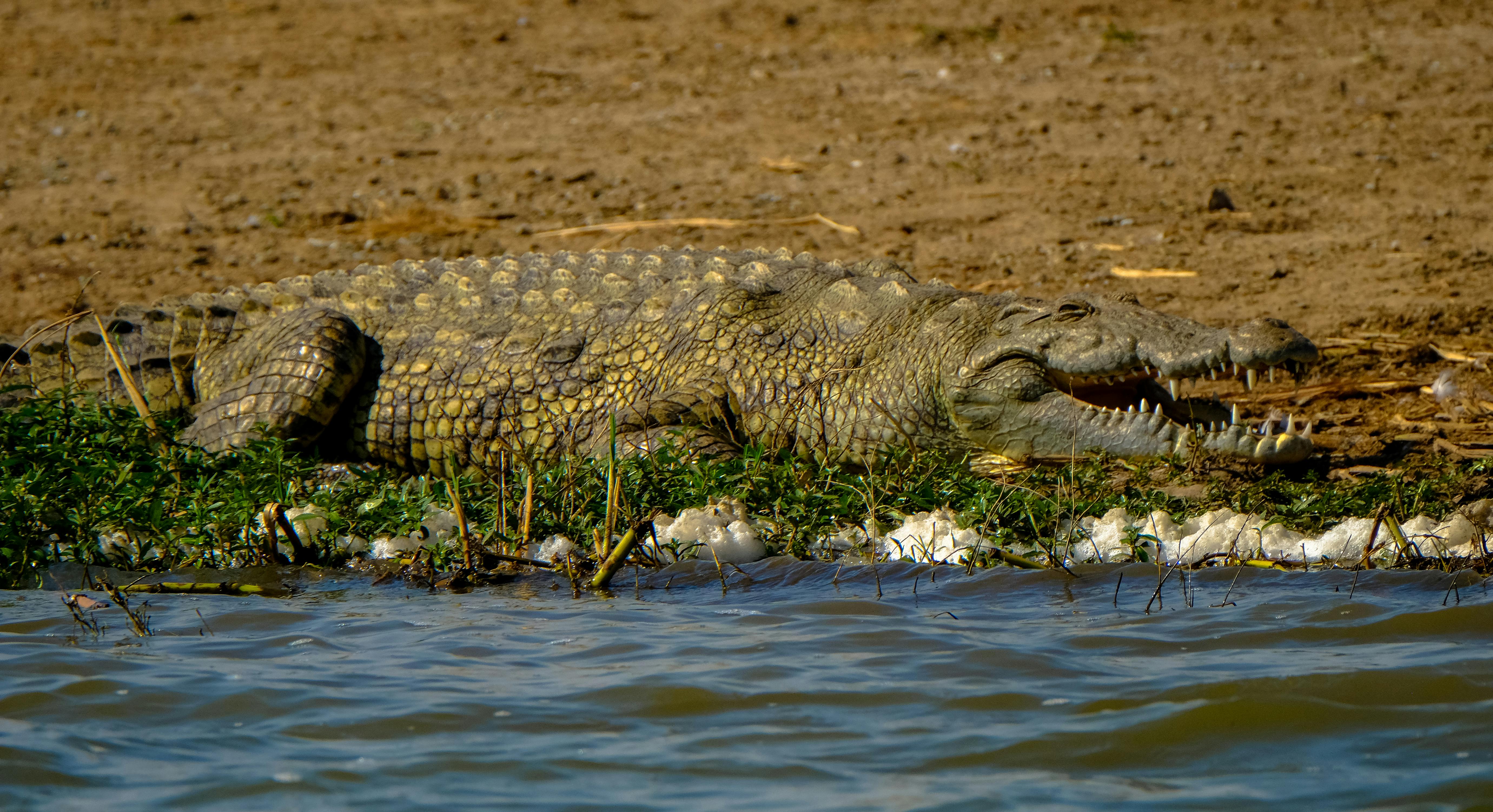 23 Nilo Crocodile Stock Photos, High-Res Pictures, and Images