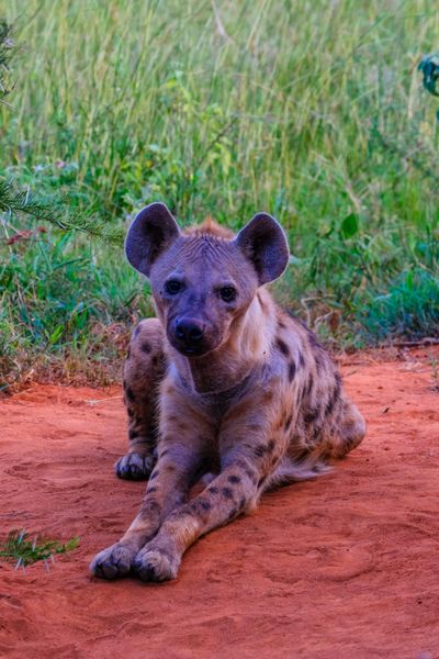 Spotted Hyena