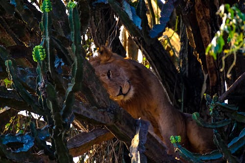 Wild lion lying on tree in rainforest