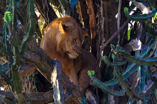 Lion with closed eyes sitting on tree